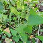 Persicaria perfoliata Fuelha