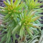 Petrosedum rupestre Φύλλο