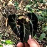 Begonia angularis Leaf