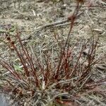 Juncus bulbosus Leaf