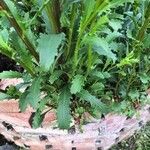 Leucanthemum ircutianum পাতা