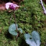 Cyclamen purpurascensFlor