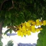 Cenostigma tocantinum പുഷ്പം