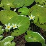 Nymphoides indica 葉