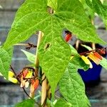 Mina lobata Leaf