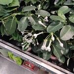 Stephanotis floribunda 叶