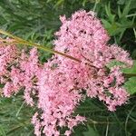 Filipendula rubra Flor