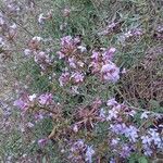 Plumbago europaea Blodyn