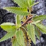 Quercus castaneifolia Blad