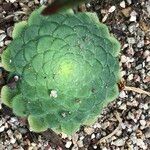 Aeonium tabulaeforme Alkat (teljes növény)