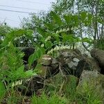 Polygonatum biflorum Vekstform