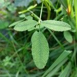 Melilotus dentatus Leaf