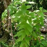 Lysimachia quadrifolia Leaf