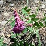 Vicia nigricans 花