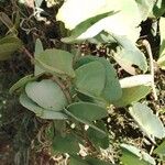 Cissus rotundifolia Folio