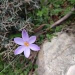 Crocus corsicus Flower