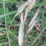 Bromus catharticus Hedelmä