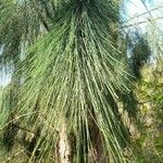 Casuarina cunninghamiana Hoja