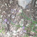Polygala nicaeensis Fula