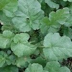 Erodium laciniatum Folio