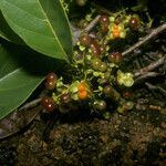 Pinzona coriacea Meyve