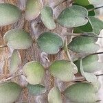Alluaudia ascendens Hoja
