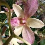 Dendrobium victoriae-reginae Flower