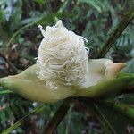 Evodianthus funifer Blomst