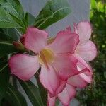 Adenium obesum Flower