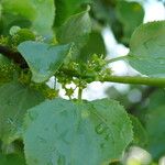 Rhamnus catharticaFlower