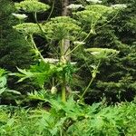 Heracleum lanatum Квітка