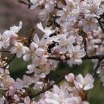 Prunus sargentii Květ
