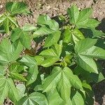 Gossypium herbaceum Likasa