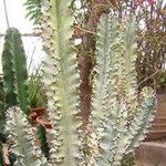 Euphorbia abyssinica Corteza