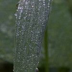 Urochloa reptans Leaf