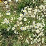 Erigeron strigosus花