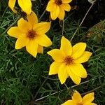 Bidens ferulifolia 花