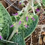 Ledebouria revoluta Цвят