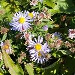 Symphyotrichum novi-belgiiFlower