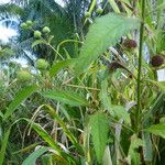 Alternanthera philoxeroides Habit