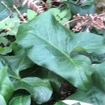 Arum maculatum Frunză