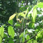 Monodora carolinae Other