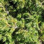 Juniperus communis पत्ता