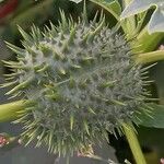 Datura stramonium Плід