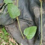 Cissus antarctica Leaf