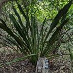 Sansevieria kirkiiDeilen