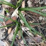 Carex brachystachys 叶