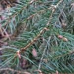 Picea abies Лист