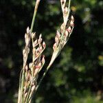 Juncus subulatus Blüte