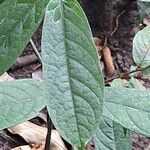 Dichapetalum lujae Hoja